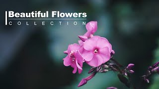 Mesmerizing Flower's Collection Video |