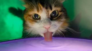 Cat Drinking Her Enemy Loudly
