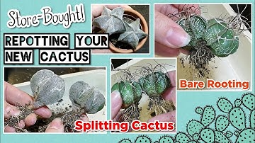 Repotting your New Cactus, Repotting STORE BOUGHT CACTUS | Bare Rooting, Separating Cactus