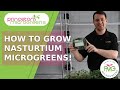 How to grow nasturtium microgreens