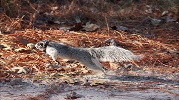 Stalking GPS-collared fox squirrels with radiotelemetry