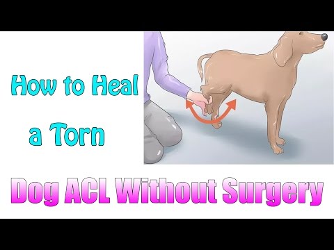सर्जरी के बिना एक फटे कुत्ते एसीएल को कैसे ठीक करें | बिना सर्जरी के फटे कुत्ते के एसीएल को जल्दी से कैसे ठीक करें