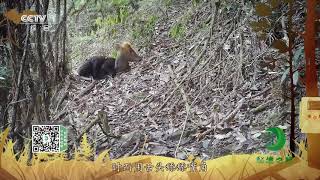 《秘境之眼》 黑麂 20200115| CCTV