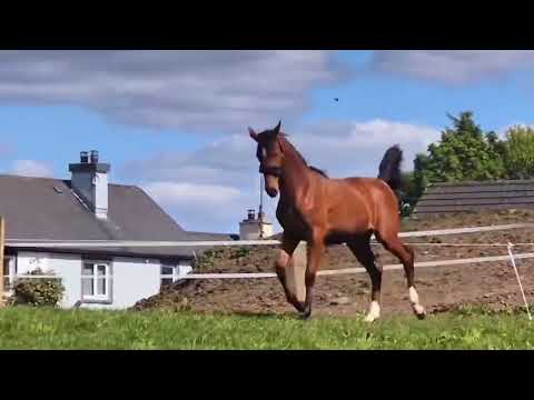 "Exquisite competition prospect " Bay Filly Youngstock / Foal
