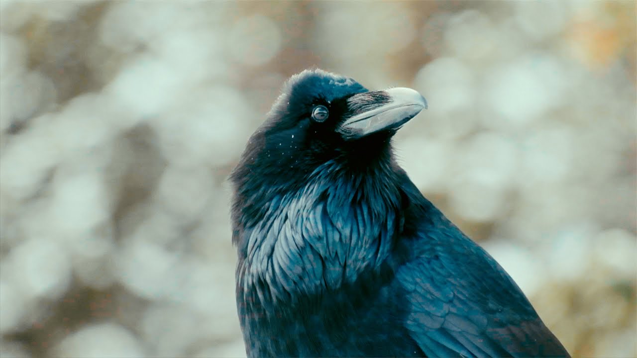 10 Minutes of Nature | Fujifilm XT5 Cinematic