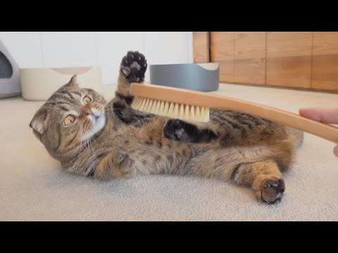 Video 고양이는 칫솔을 좋아해ㅋㅋㅋㅋㅋㅋㅋ - youtube