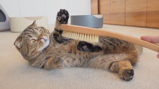 Cats Love Toothbrush! (ENG SUB)