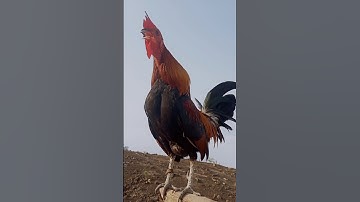 Tiếng gà rừng gáy SIÊU NHẠY 2024😘✔✔#tiếnggàrừng #suabqaibqus #gàmái #qaibdib #tiếnggàrừnggáy