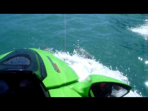 jetskiing with dolphins