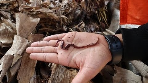 Pilot: Community Managed Trico-vermicompost Enterprise (TVE)