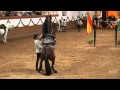 Saltos de caballos - Doma Clásica - Fundación Real Escuela Andaluza de Arte Ecuestre
