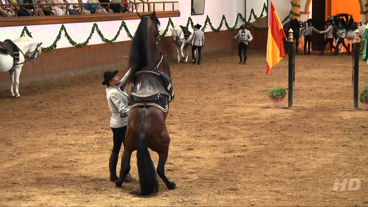 Saltos De Caballos Doma Clásica Fundación Real Escuela Andaluza De Arte Ecuestre Youtube