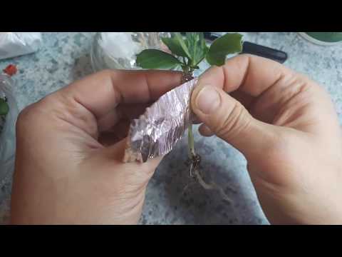 Прививка собственно..ювелирная работа.