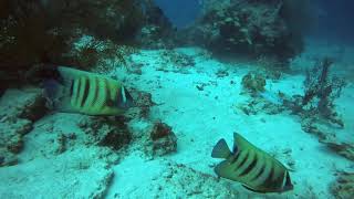 Raja Ampat Octubre 2025. Friwen wall