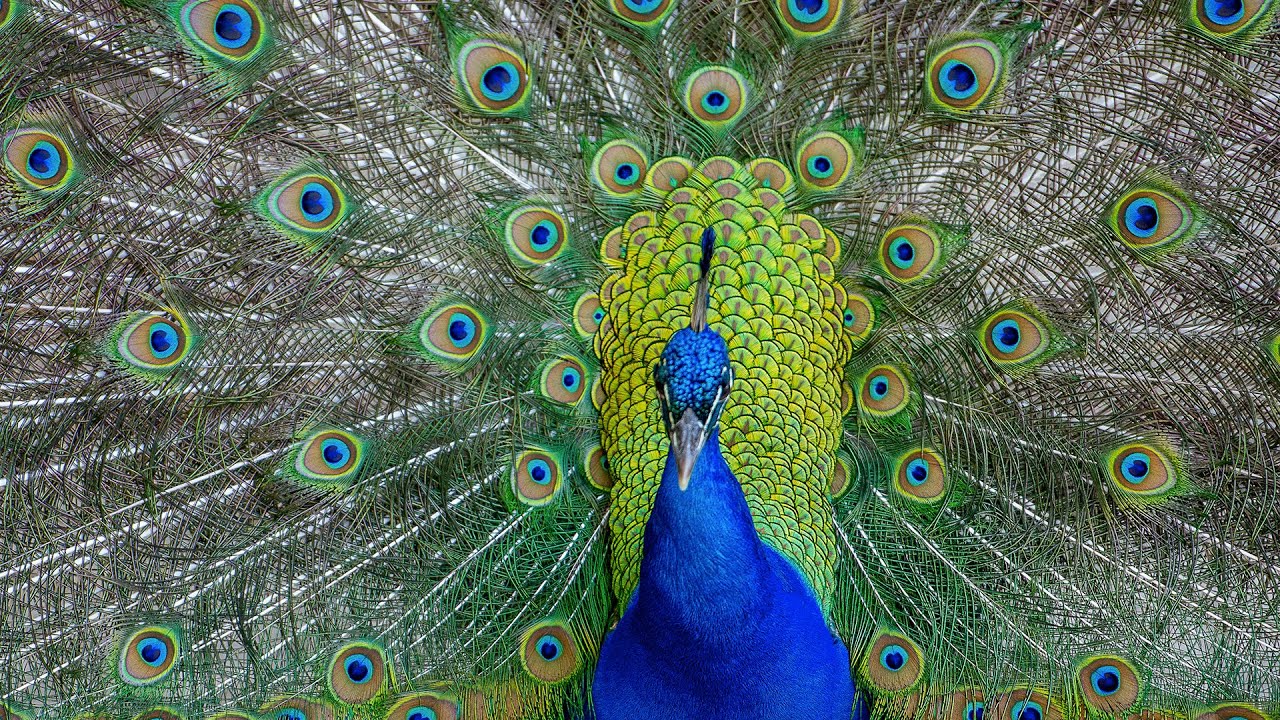 Moving to Charleston, SC? Here's what you should know about wildlife