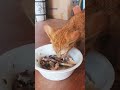 Yammy bob get deliciouse food shortscats