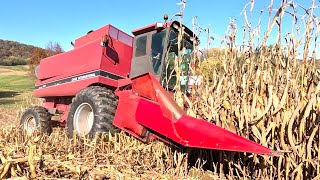 картинка: Убираю кукурузу новым комбайном Case IH 1660! Урожай 2025 года