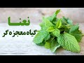 نعنا گیاه معجزه گر نعنا گیاه معجزه گر