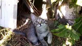 Отдам котенка, кошечка, лапки светлые, возраст около 2-х месяцев. г Красноярск Отдам котенка, кошечка, лапки светлые, возраст около 2-х месяцев. г Красноярск