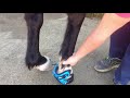 Colocación de las botas para caballos Explora Boot
