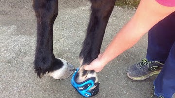 HOW TO: Explora hoof boot fitting