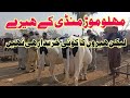 Today cows fresh rates update  malumor mandi jhang  cow mandi 2023