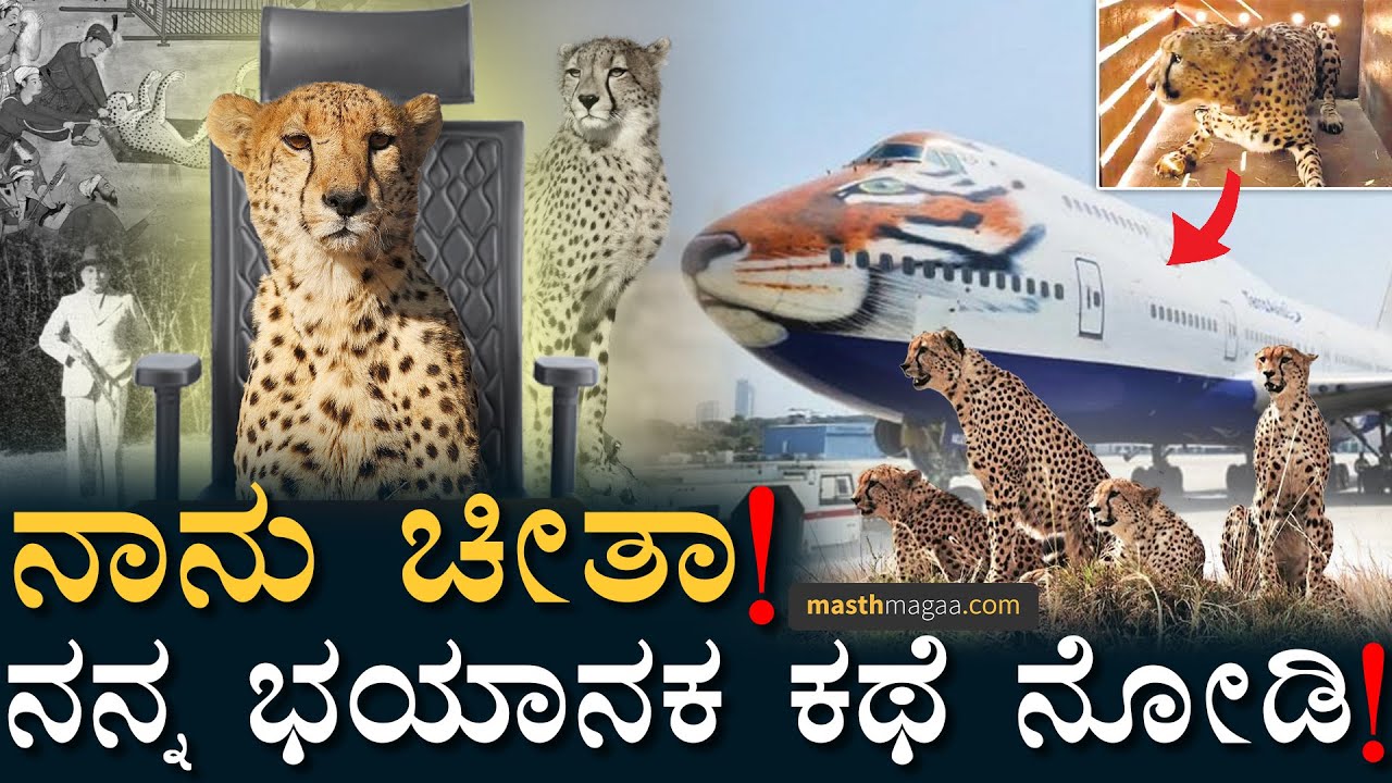 ಅಷ್ಟು ದೂರದಿಂದ ಚೀತಾ ತಂದಿದ್ದು ಯಾಕೆ? | Cheetahs Back In India | Kuno National Park | Masth Magaa | Amar