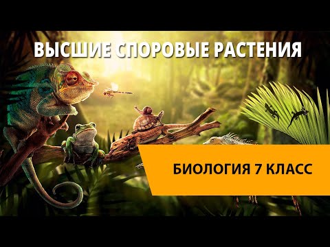 Высшие споровые растения