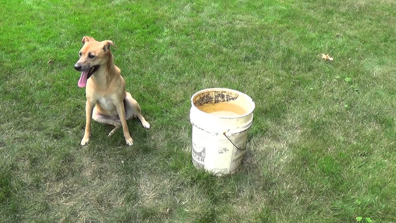lucky-dog-s-ice-bucket-challenge-youtube