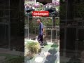 perkutut bangkok