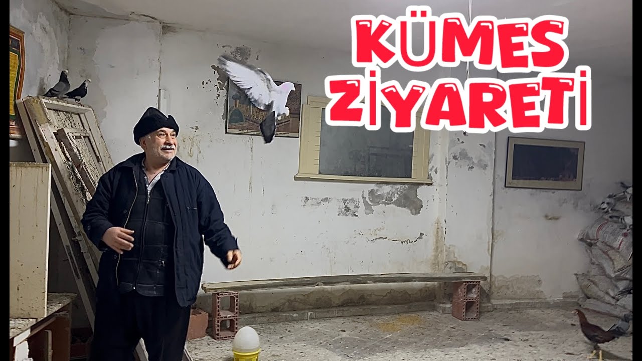 KARAGÜMRÜKLÜ ESKİ BOKSÖR ERKANABİNİN MARDİN GÜVERCİNLERİ ( KÜMES ZİYARETİ )