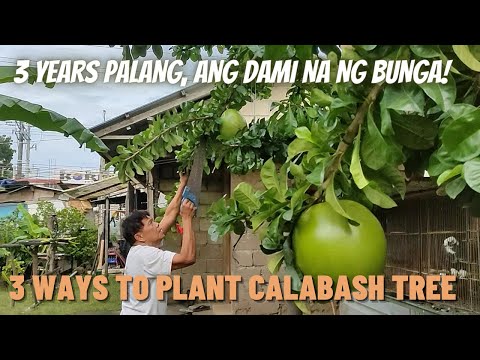 Video: Informacije o drvetu Calabash: Uzgoj i njega drveta Calabash