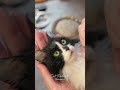◤過去作品たち◢ Needle felted Cat
