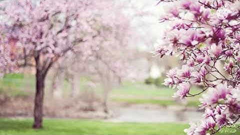 الرجال قوامون على النساء ||  تلاوة الشيخ يوسف الشيتي