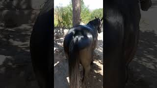 Como Engorda Um Cavalo E Deixa O Pelo Lizo E Brilhando Pelo Fininho Cavalo Mangalarga Machador