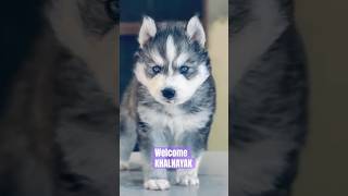 Husk#shorts #trending #dog #shortsfeed #trend #viral #khalnayak2 #music #explore #funny #comedy