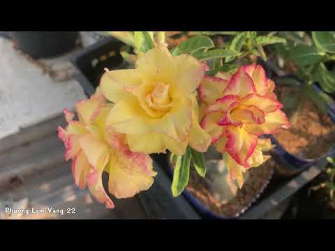 Video MÌNH GIỚI THIỆU CÁC MẶT HOA GIỐNG MỚI ĐỂ CÁC BẠN SƯU... - youtube