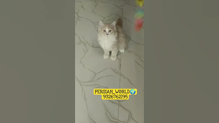 Video 11883901: persian cat kitten
