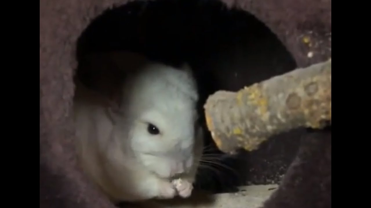 CHINCHILLAS Préparation de la cage du chinchilla YouTube