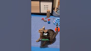 Cats vs. Mirrors: Feline Fun!