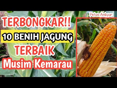 Video: Varietas Tanaman Sage - Informasi Jenis Umum Tanaman Sage