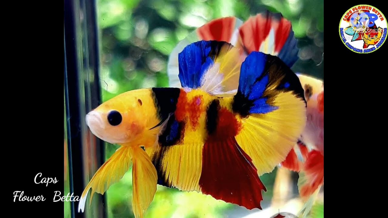 REVIEW ; TOP Cupang Yellow Base terindah,tercantik,termahal