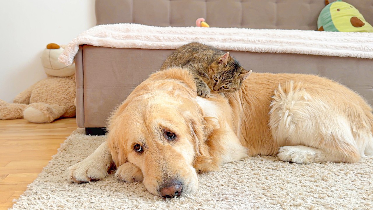 Gentle Golden Retriever Tries to Ignore Annoying Kitten [Cuteness Overload]