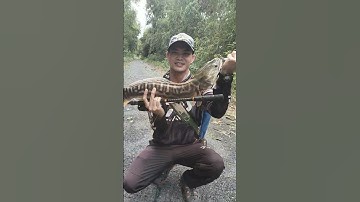 Câu Lure Cá Lóc Bông Tràm Chim