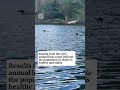 Results from this summer’s 42nd annual loon tally are in, Maine Audubon says signs are all positive