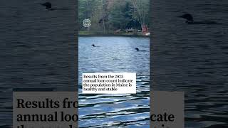 Results from this summer’s 42nd annual loon tally are in, Maine Audubon says signs are all positive