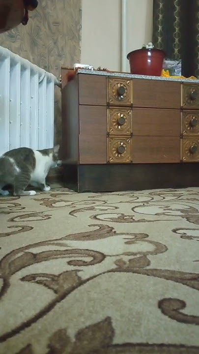 КОТИК И ШАРИК - YouTube