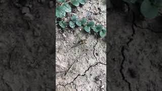 Wasp vs Crane fly in battle to death