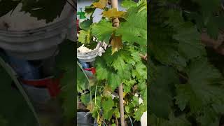 Pokok Anggur Jupiter Tanam Dalam Tong Cat 18 Liter.