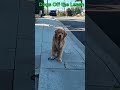 “Leash Off, Chaos On 😅🐕